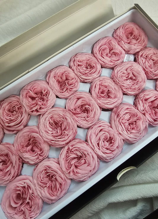 Preserved Mini Austin Roses