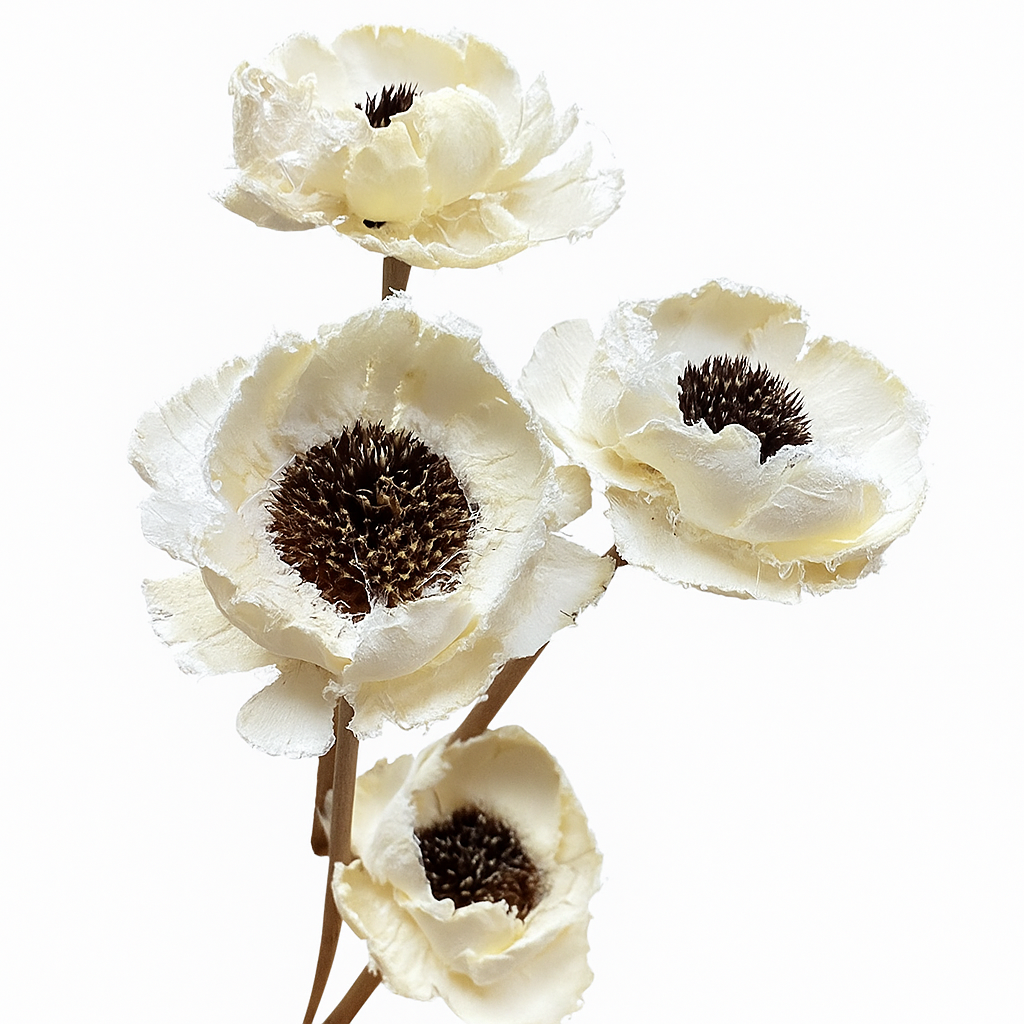Daisy (Wood Flower)