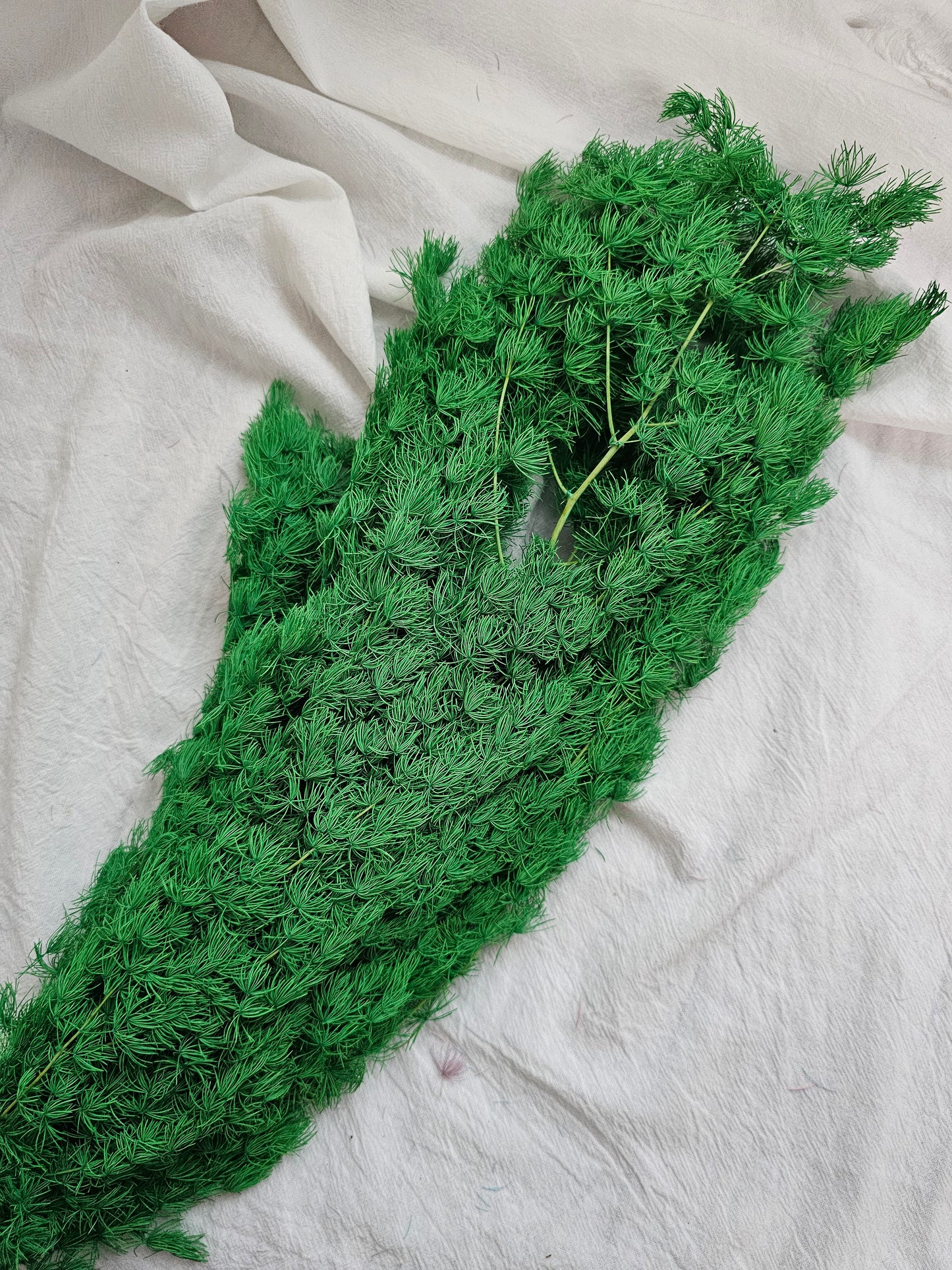 Preserved Asparagus Fern (Small)