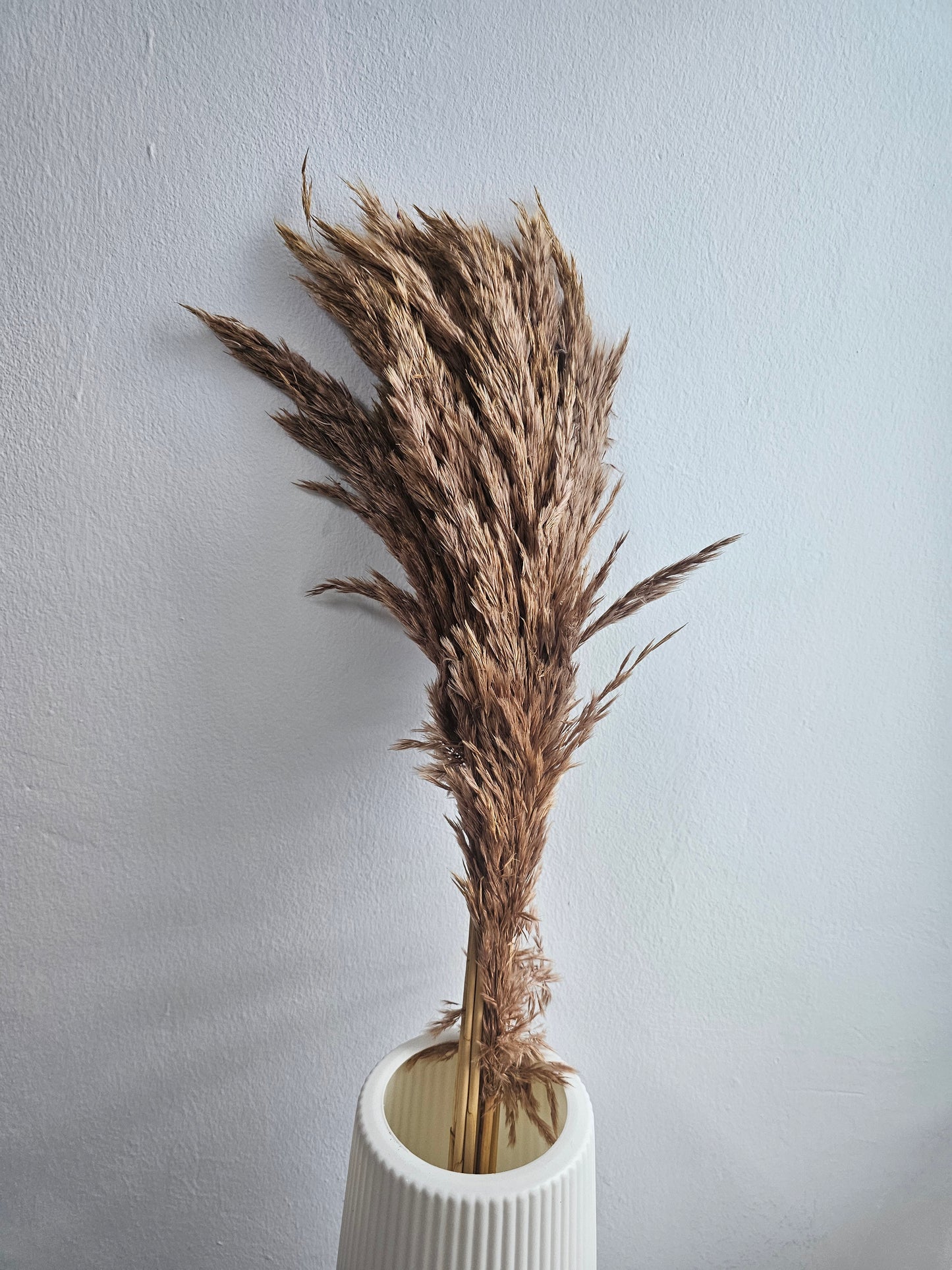 Dried & Preserved Pampas