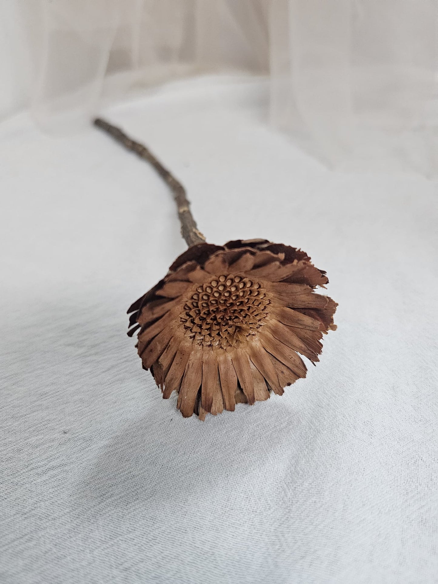 Dried Sunflower