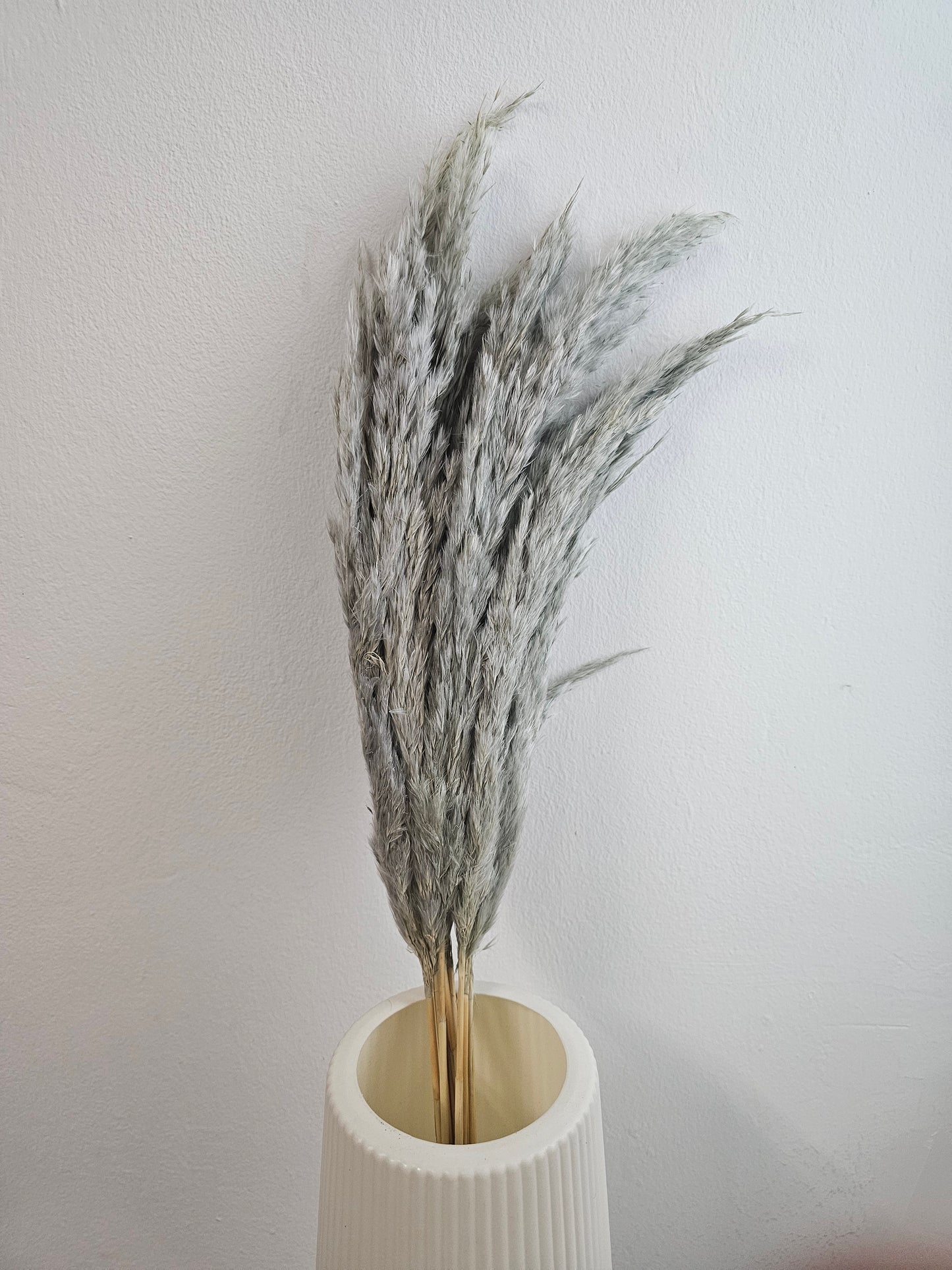 Dried & Preserved Pampas
