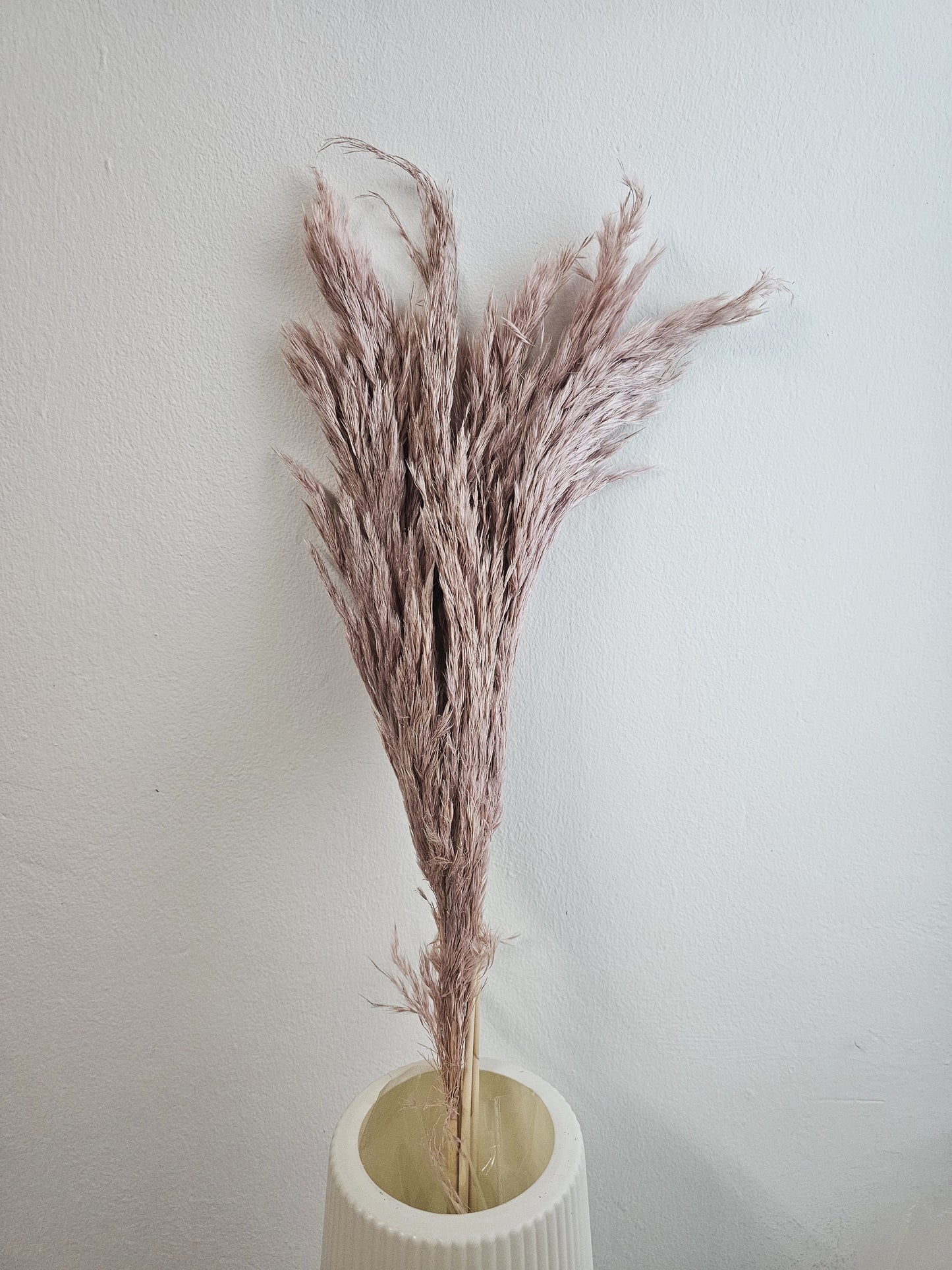 Dried & Preserved Pampas