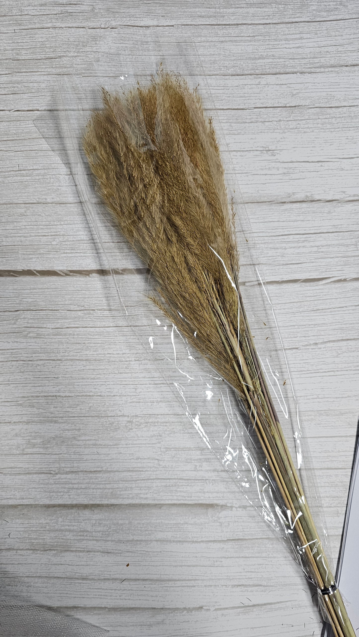 Golden Silk Grass
