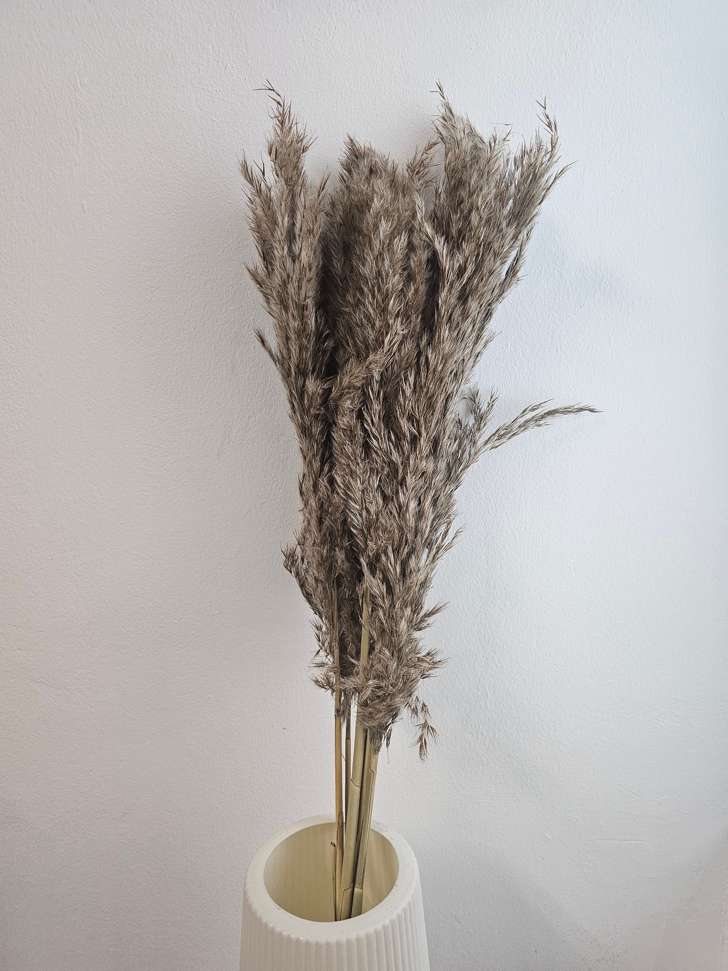 Dried & Preserved Pampas