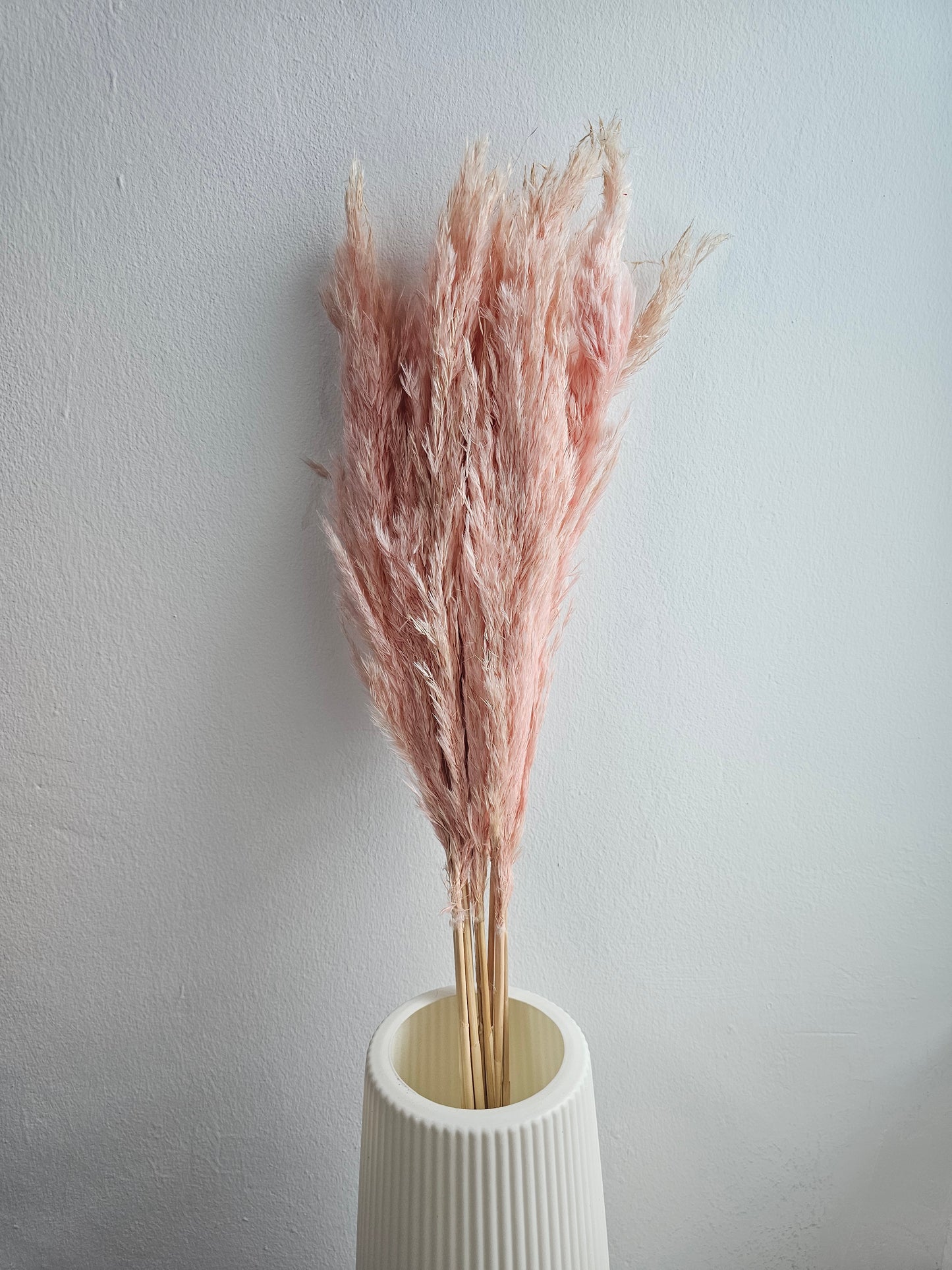 Dried & Preserved Pampas