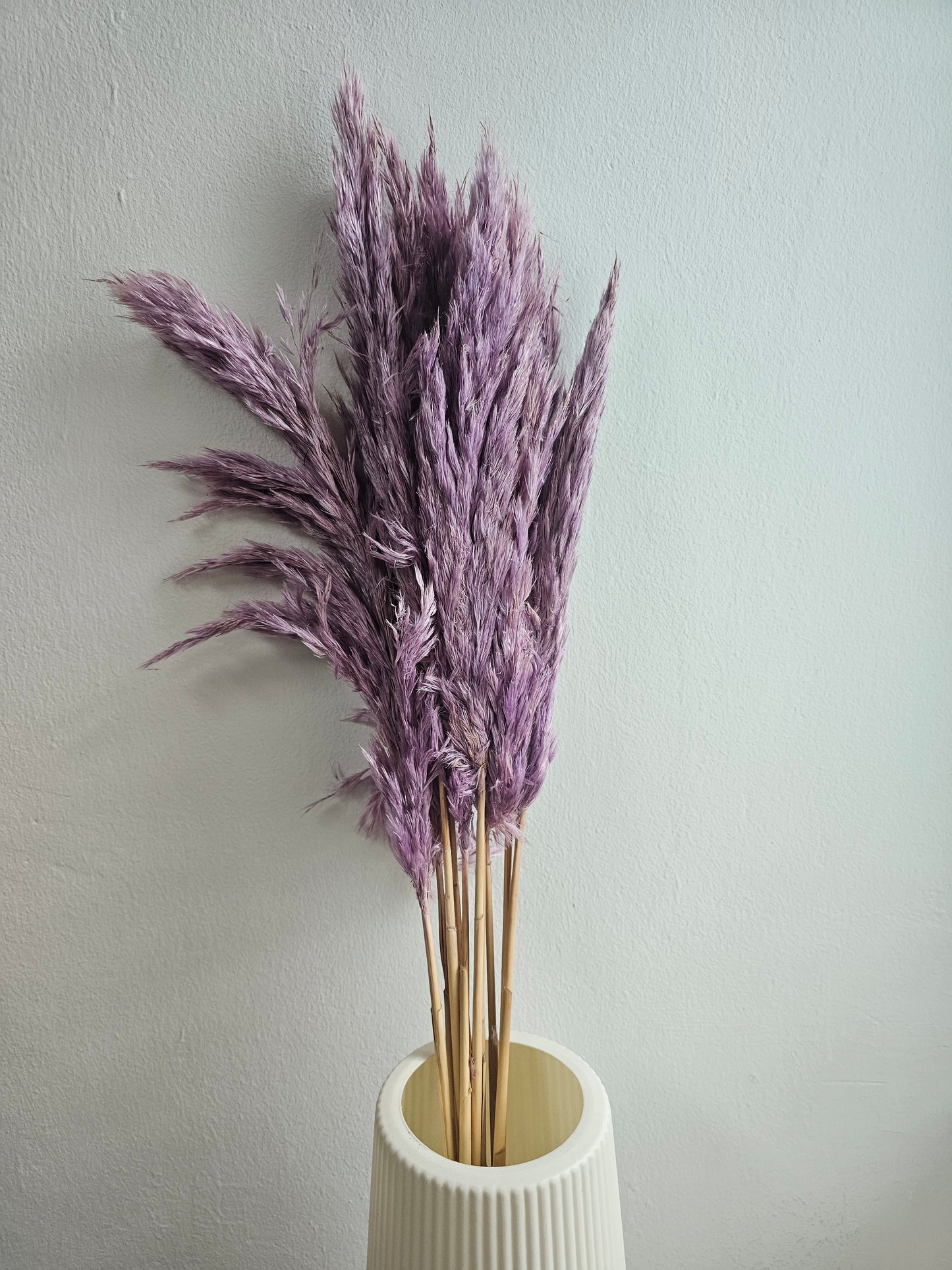 Dried & Preserved Pampas