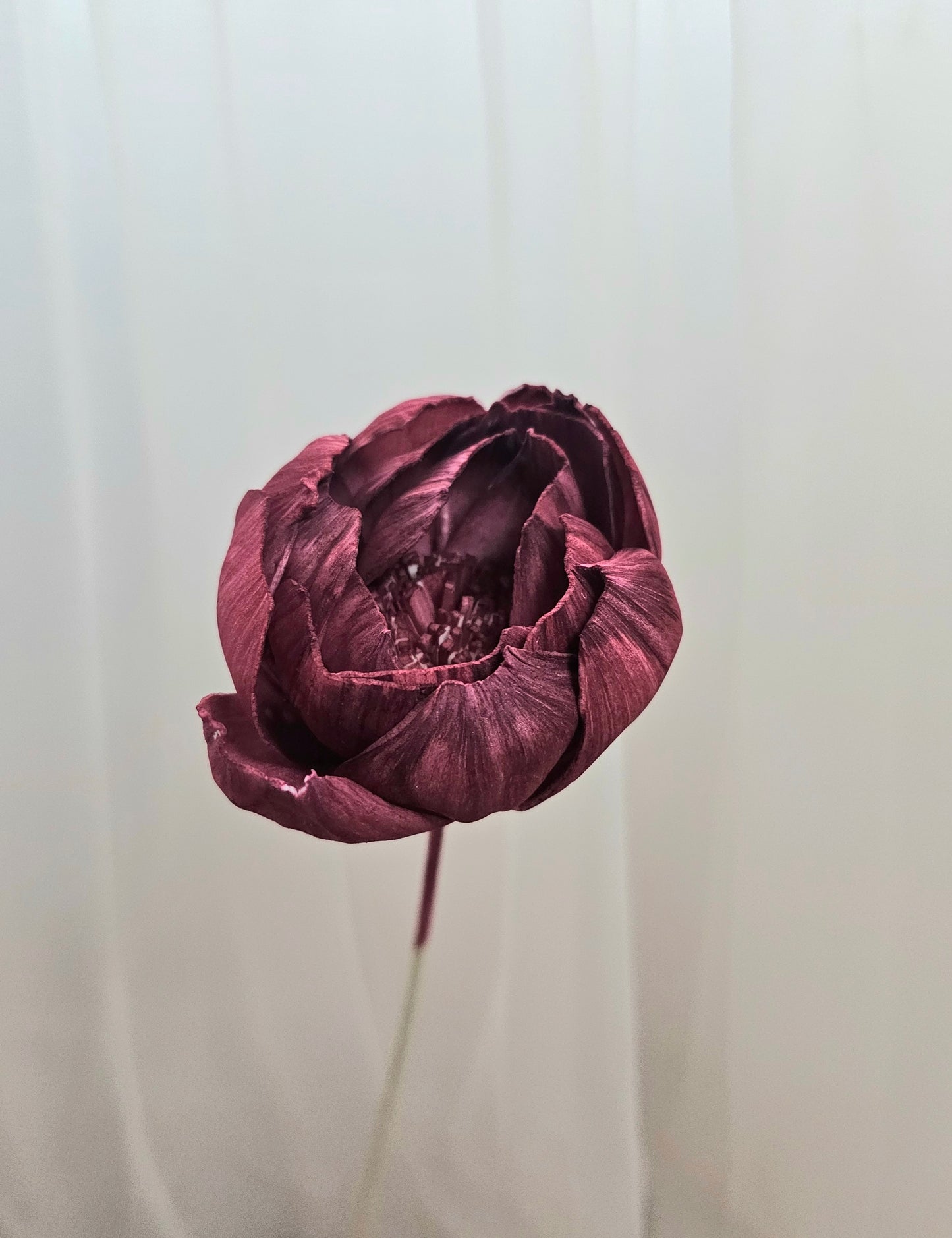 Peony Sola Flower (Single Stalk)