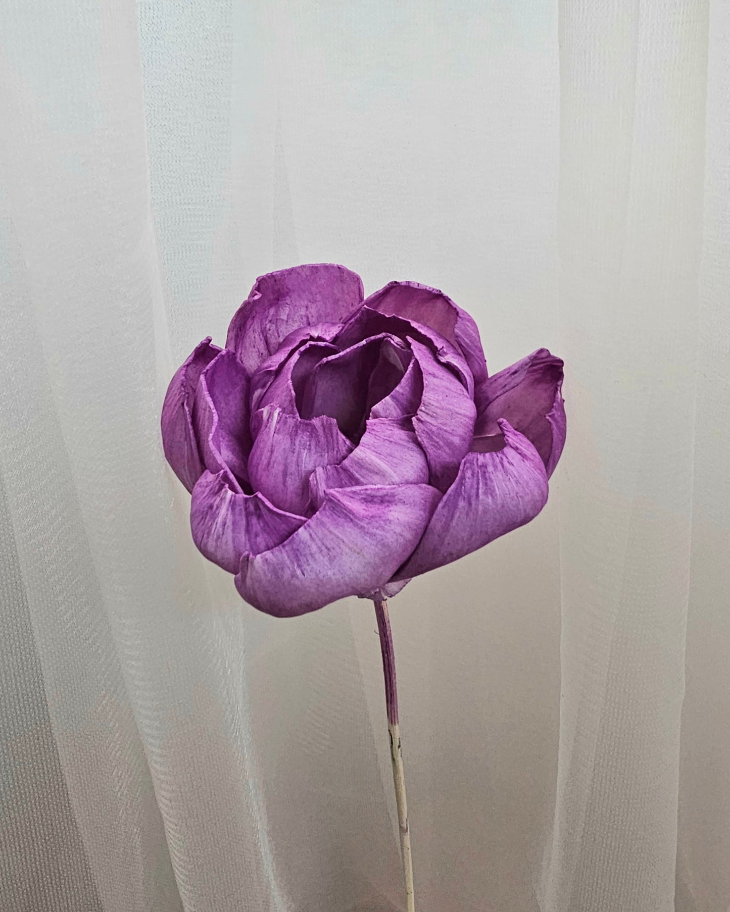 Peony Sola Flower (Single Stalk)