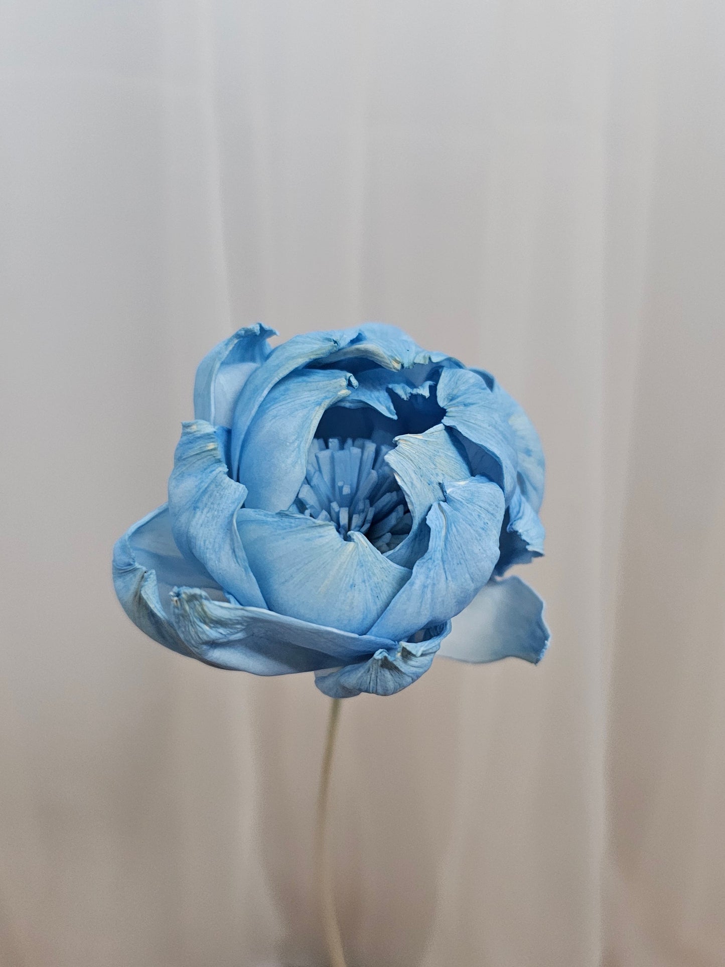 Peony Sola Flower (Single Stalk)