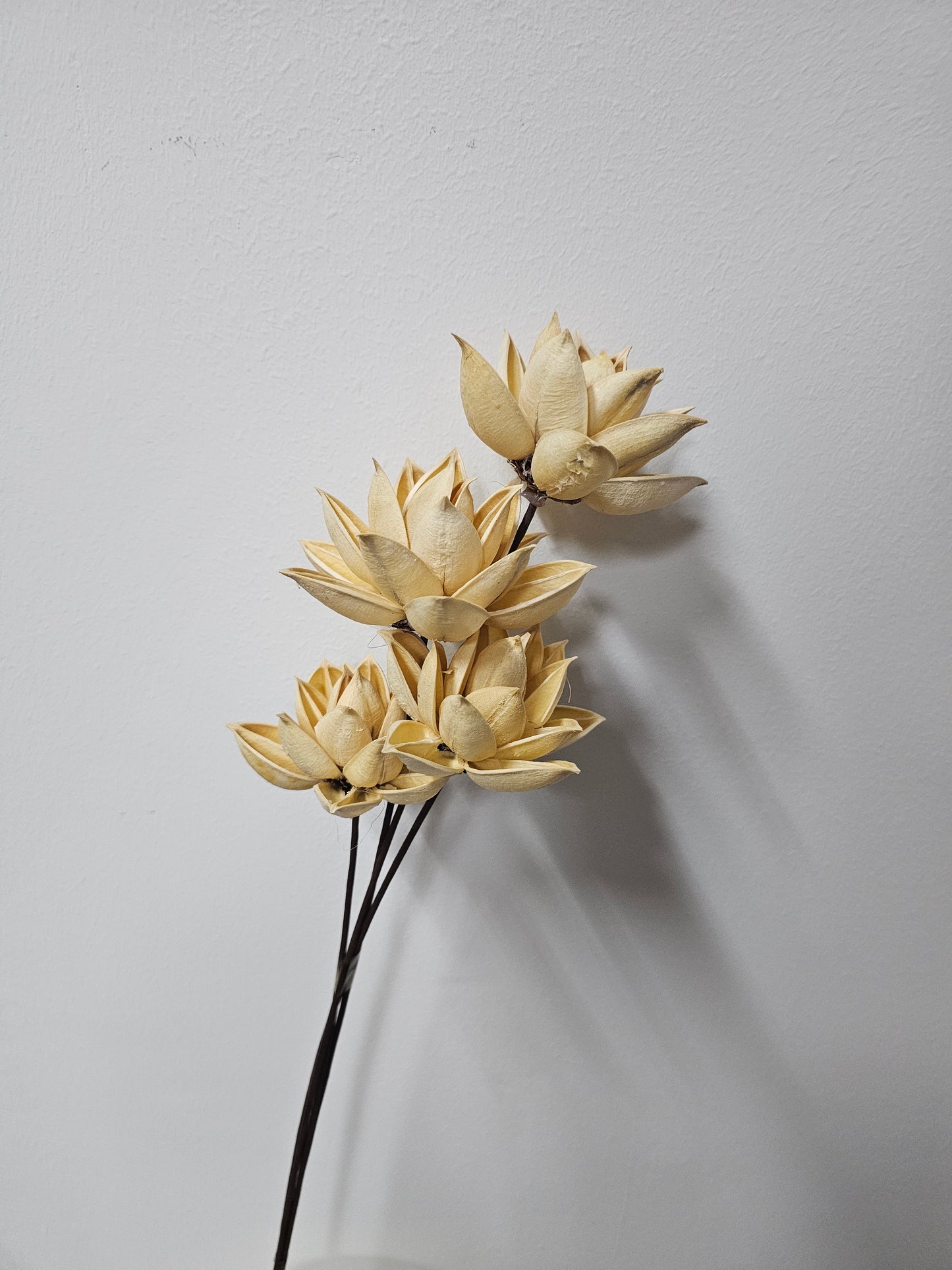 Lotus Wood Flower / Handmade Dactylicapnos scandens (Bunch of 4)