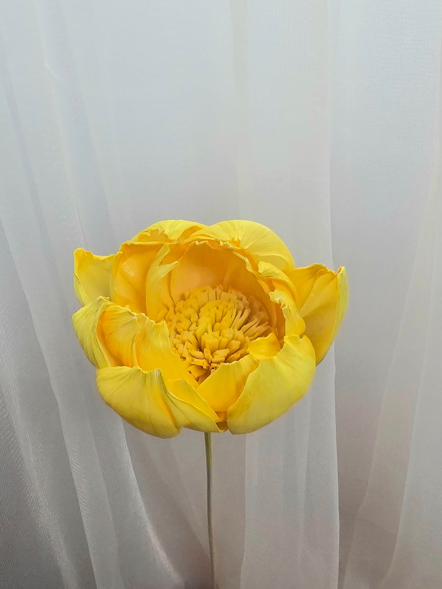Peony Sola Flower (Single Stalk)