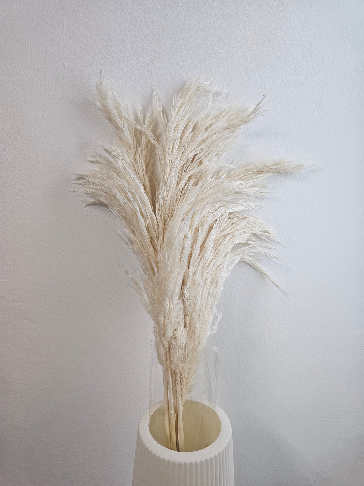 Dried & Preserved Pampas