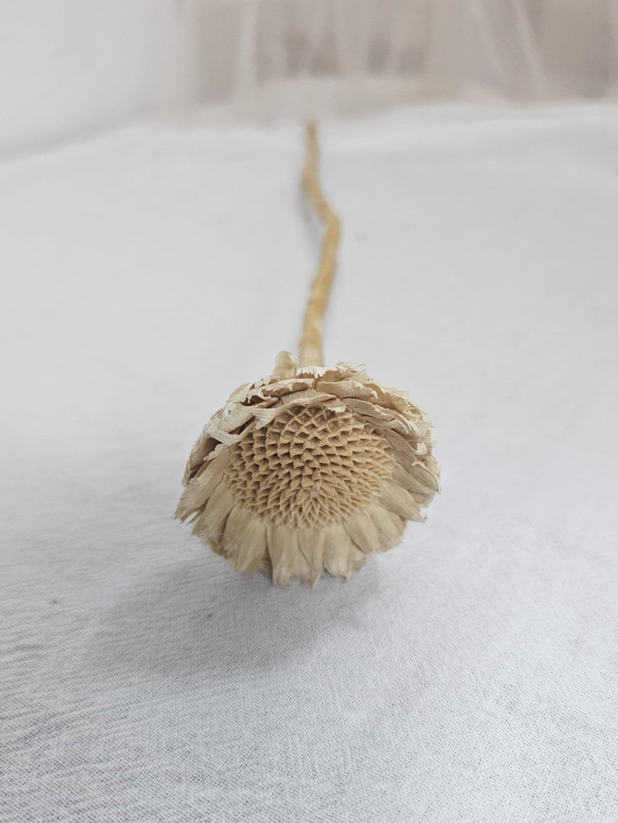 Dried Sunflower