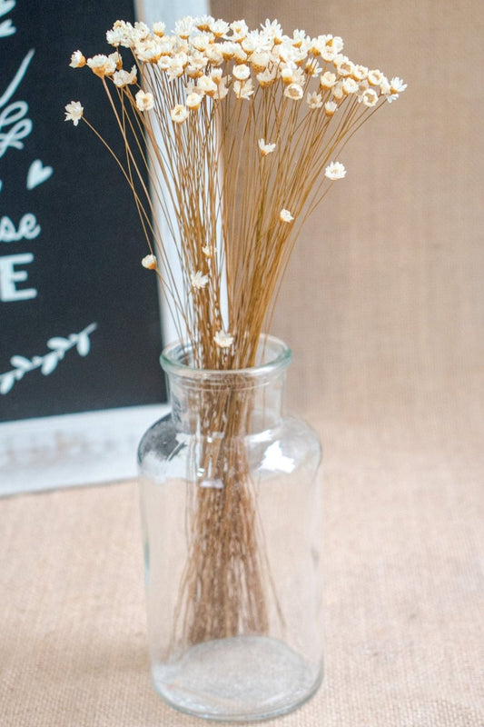 Preserved Brazilian Star Flower / Mini Star Daisy