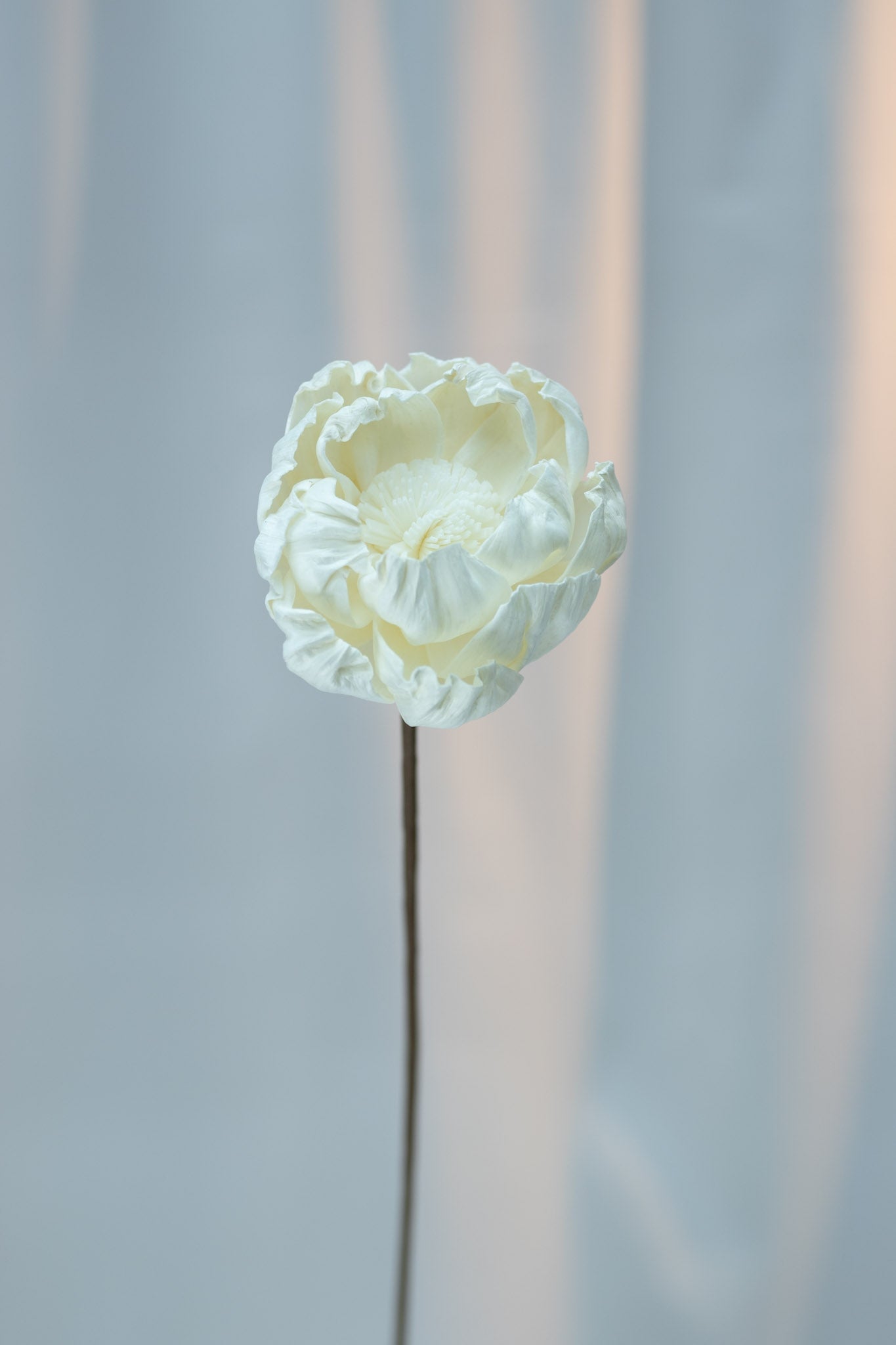 Peony Sola Flower (Single Stalk)