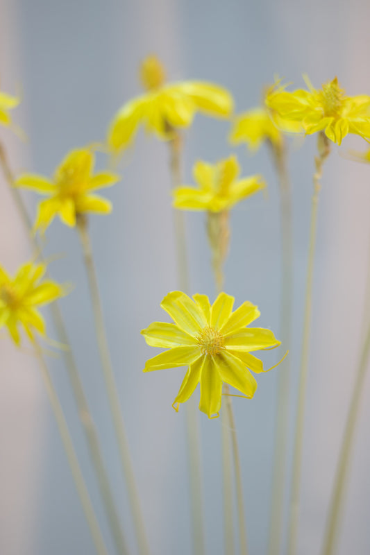 Sapphire Blue Wood Flower
