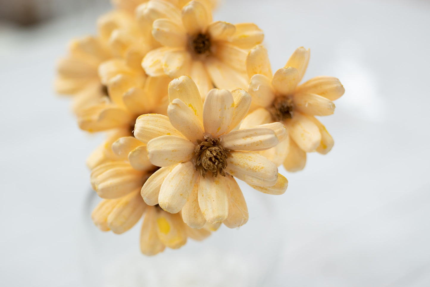 Japanese Seed Wood Flower