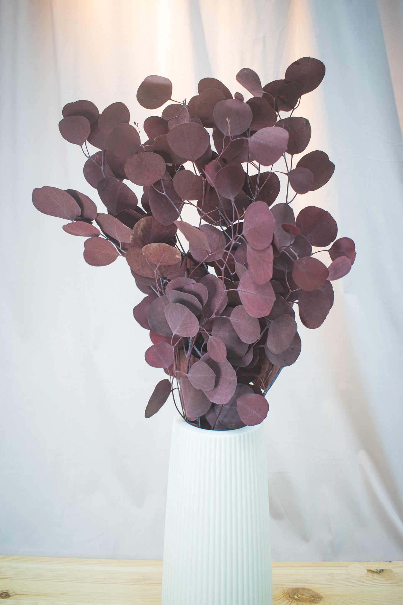 Preserved Apple Leaf Eucalyptus