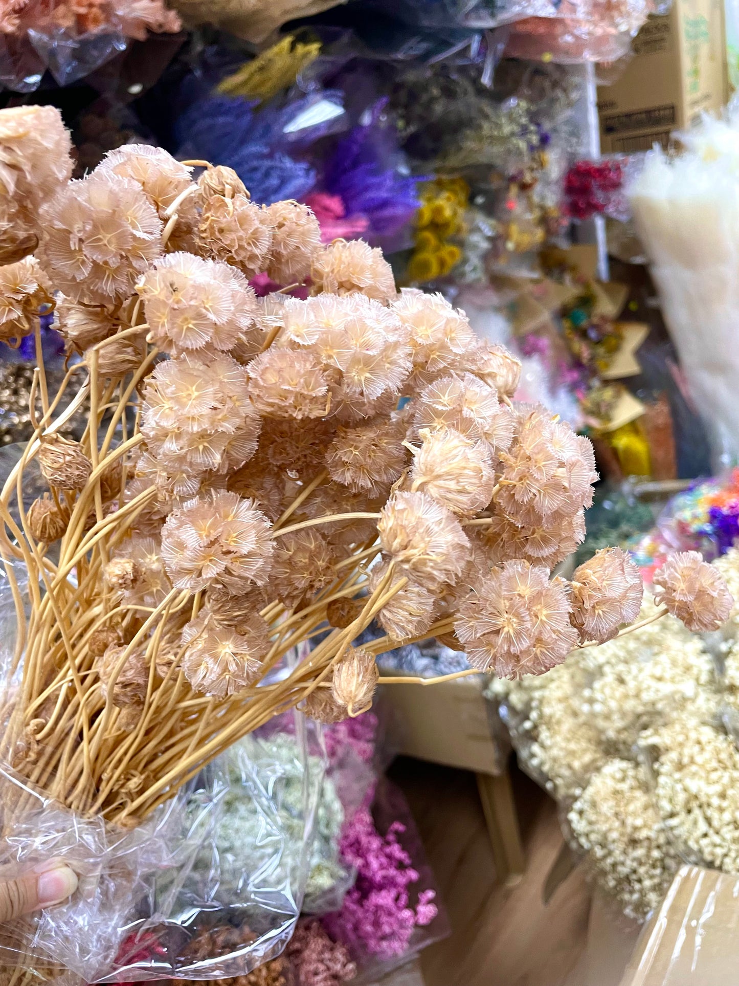 Preserved Windmill Fruit Flower