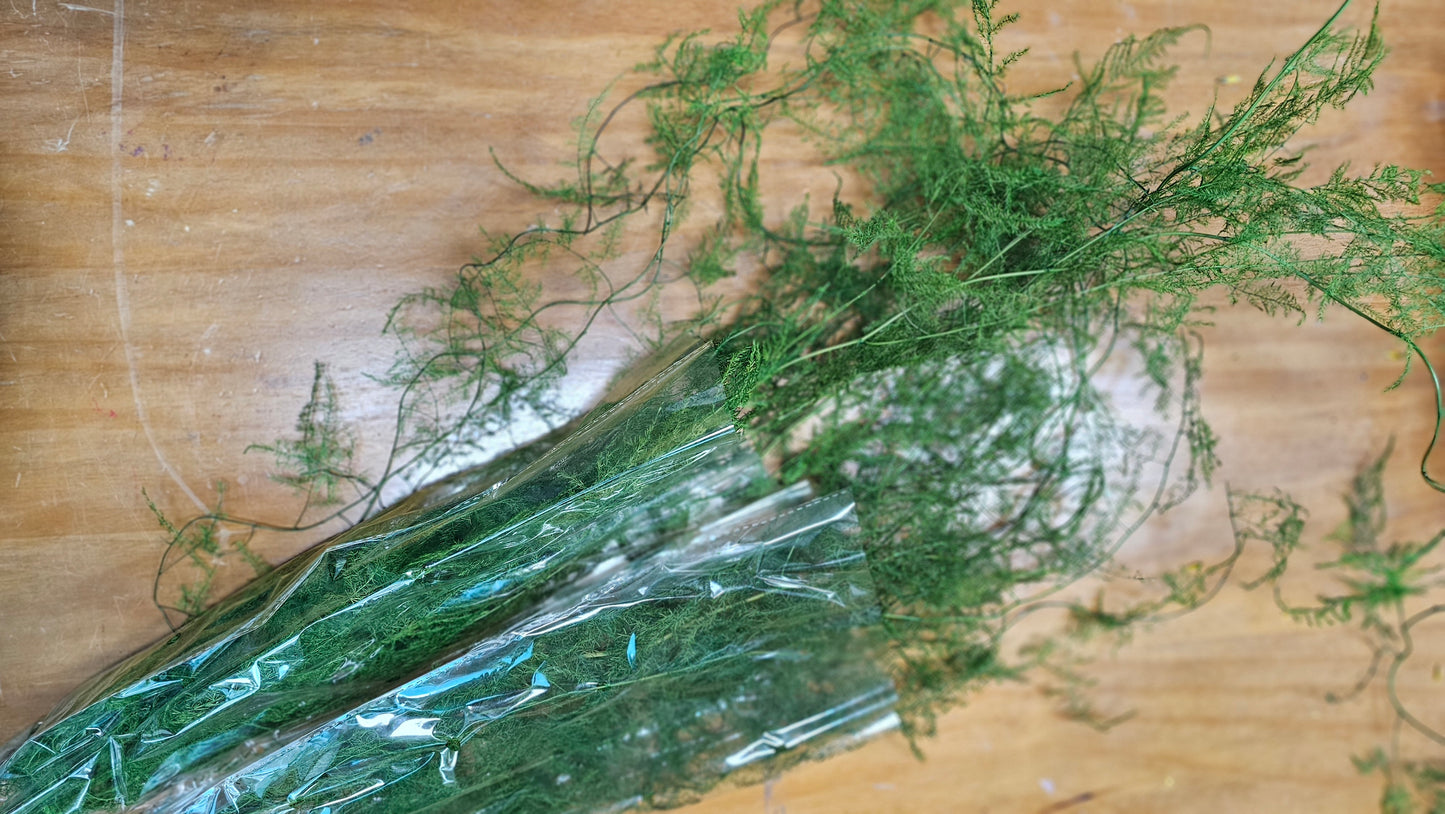 Preserved Asparagus Fern (Large)