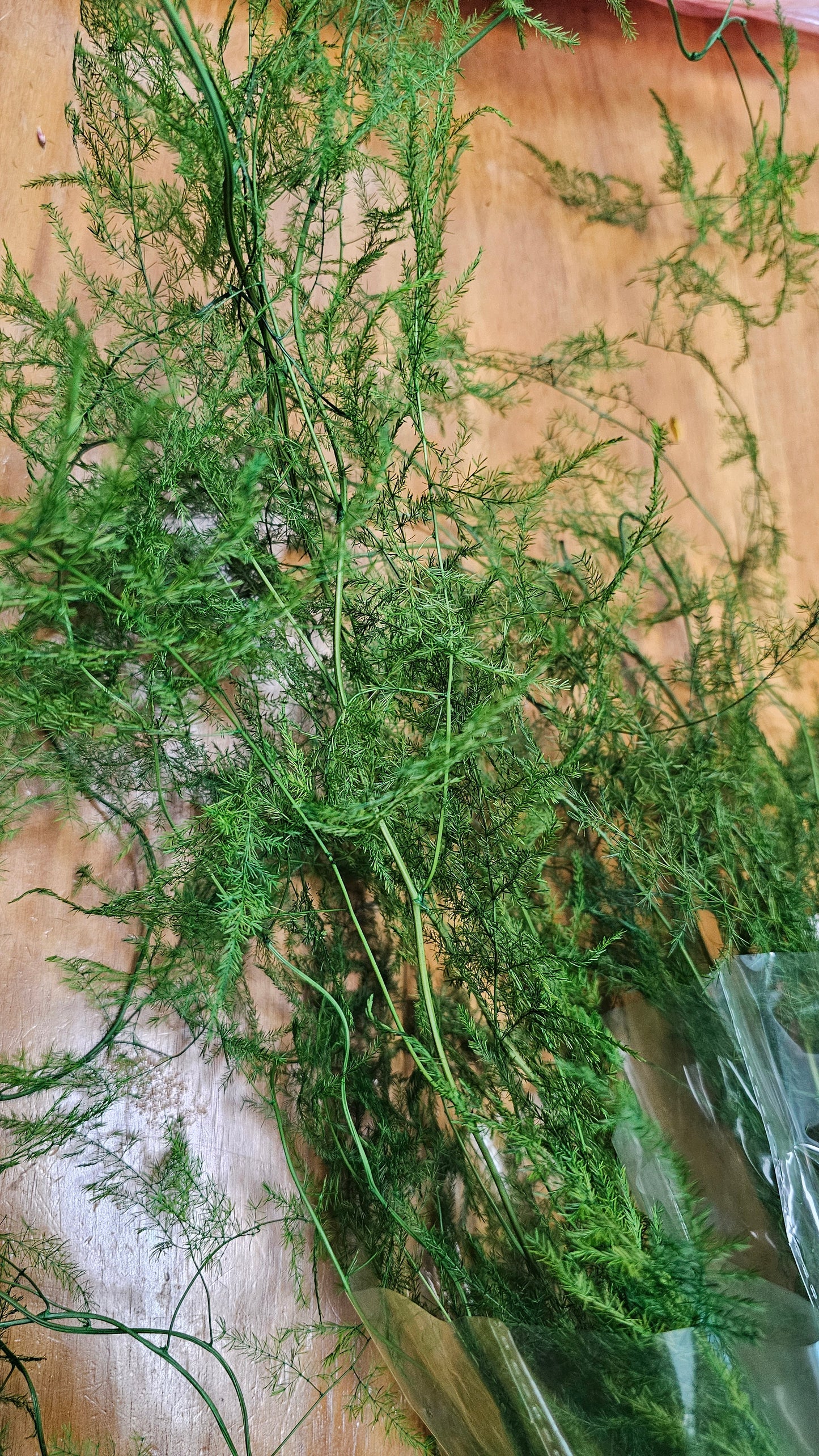 Preserved Asparagus Fern (Large)