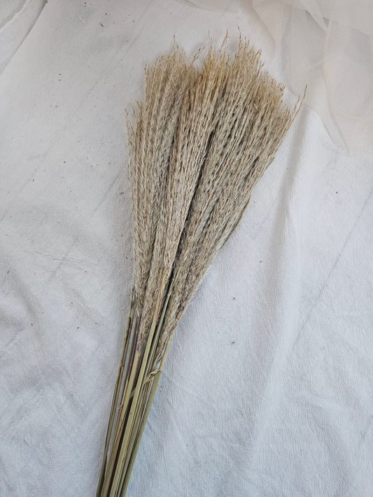 Small Whisk Flower
