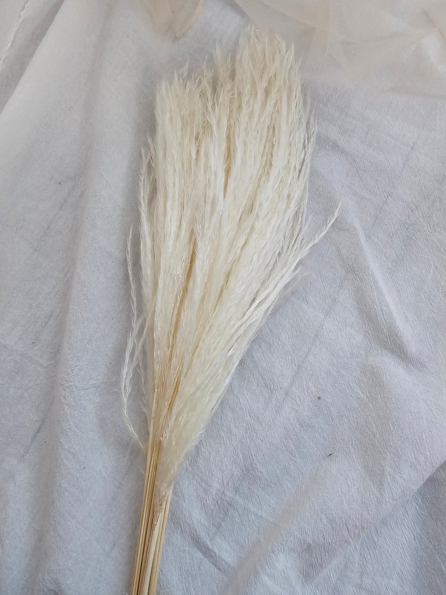 Small Whisk Flower