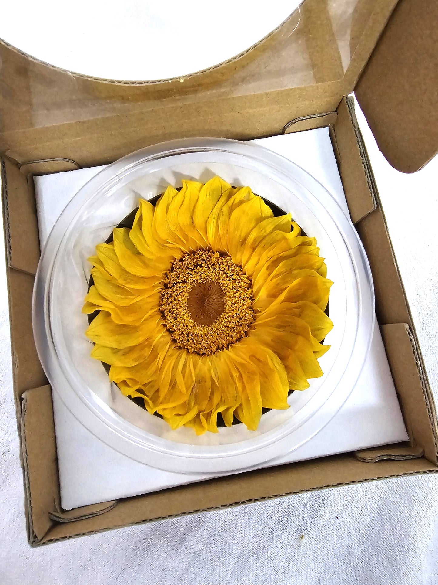 Preserved Sunflower