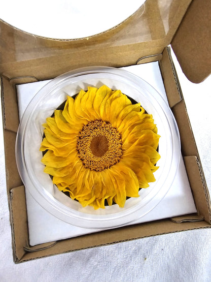 Preserved Sunflower