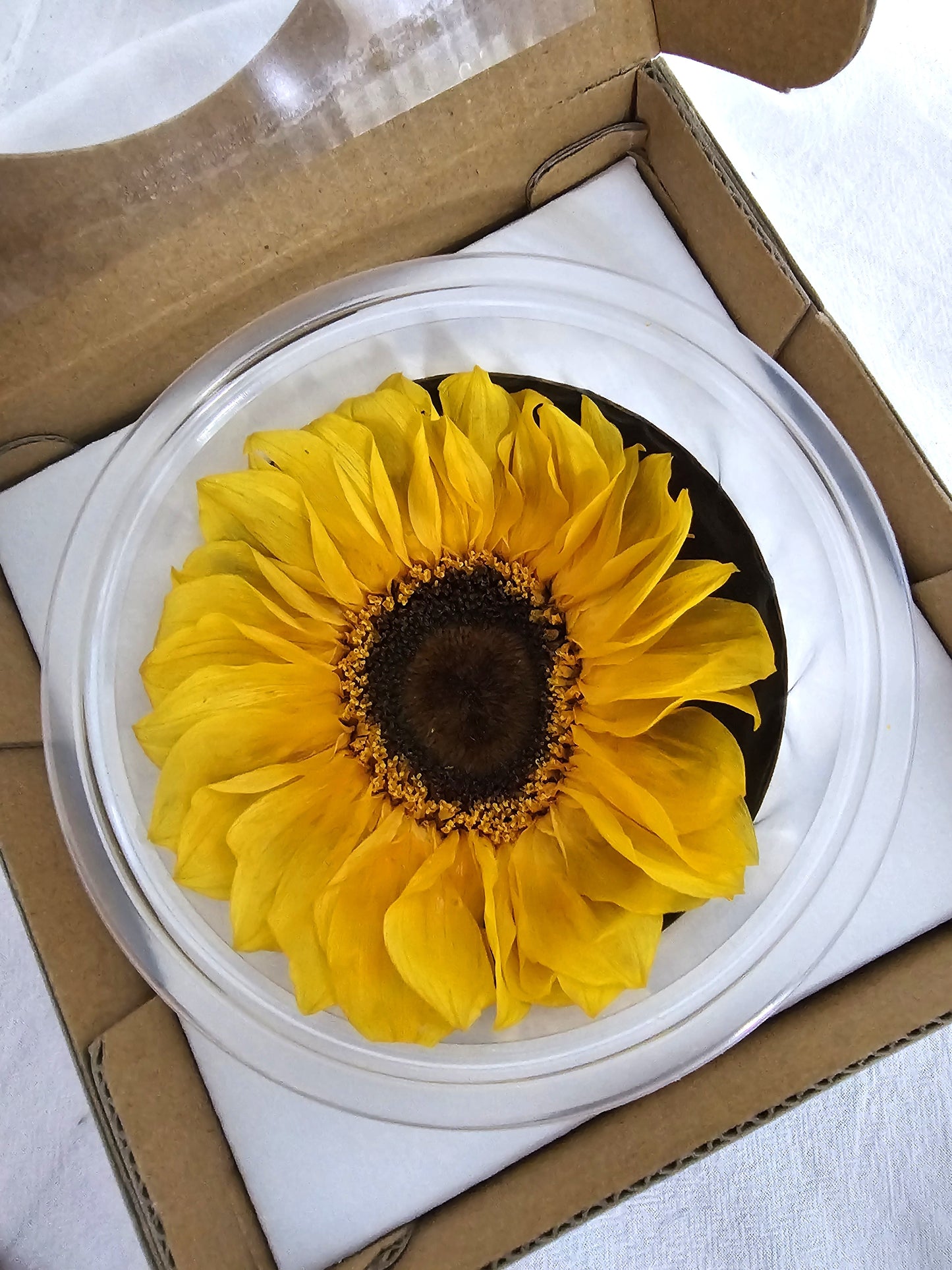 Preserved Sunflower