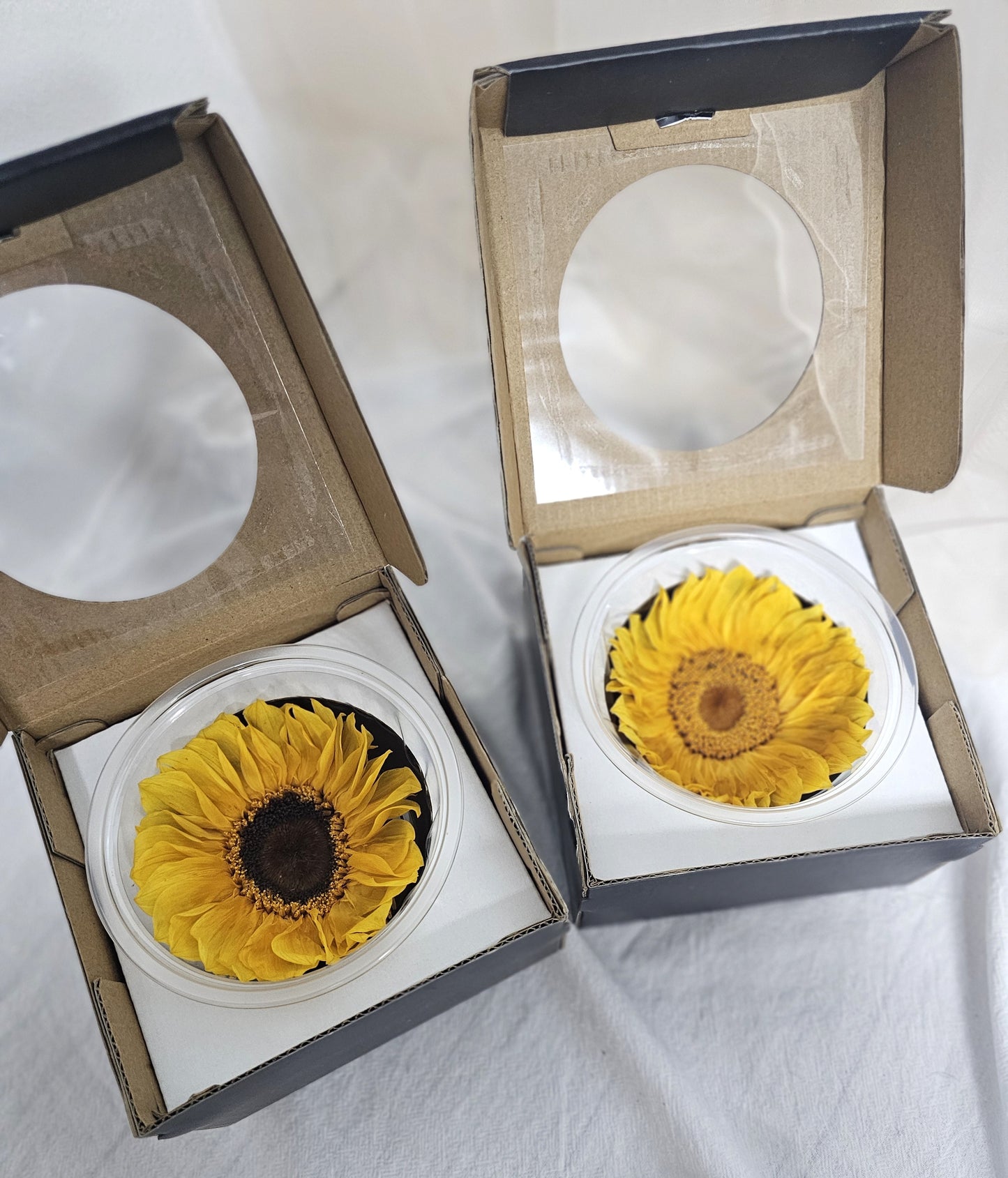 Preserved Sunflower