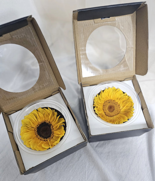 Preserved Sunflower