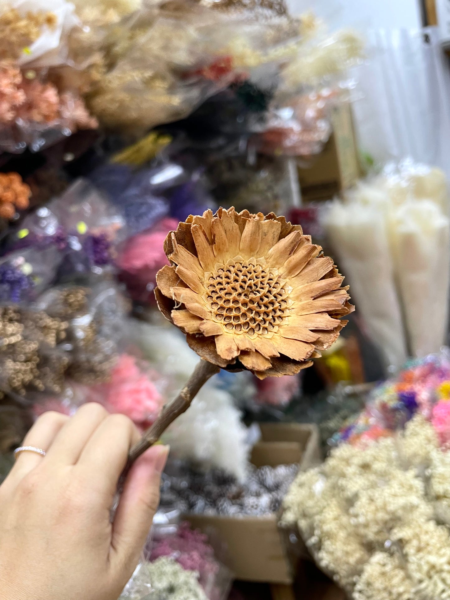 Dried Sunflower