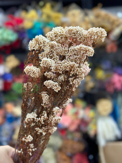 Preserved Rice Flower