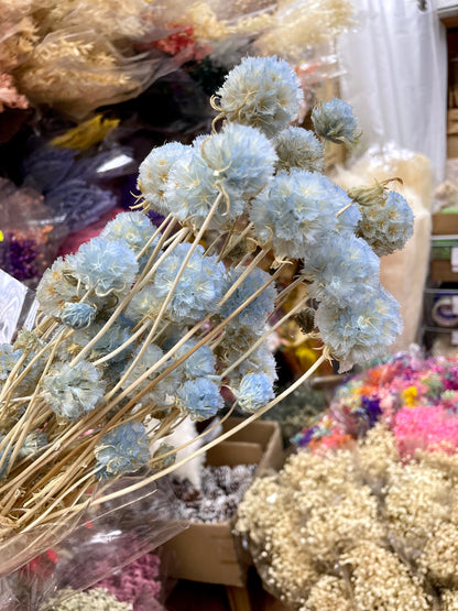 Preserved Windmill Fruit Flower