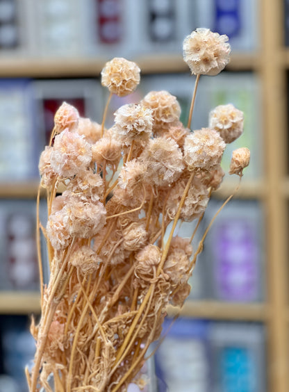 Preserved Windmill Fruit Flower