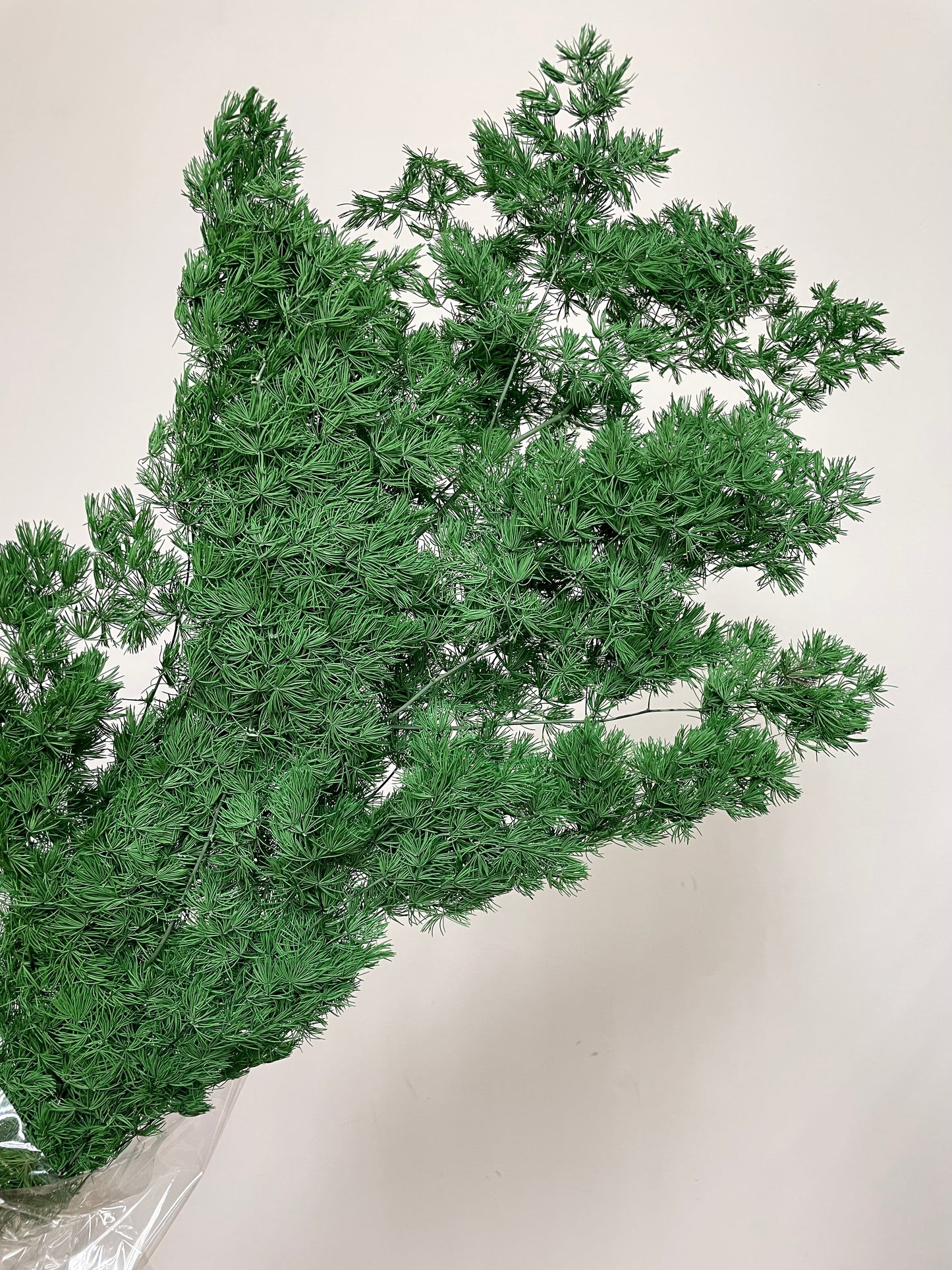 Preserved Asparagus Fern (Small)