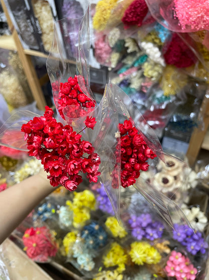 Preserved Brazilian Star Flower