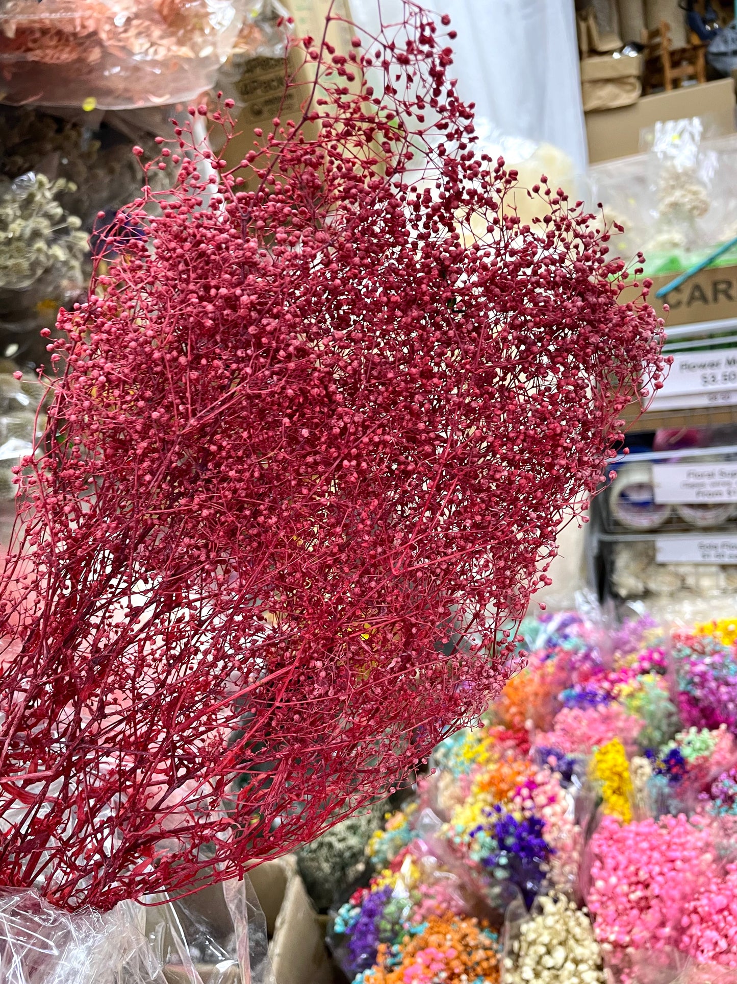 Preserved Dream Star Flower