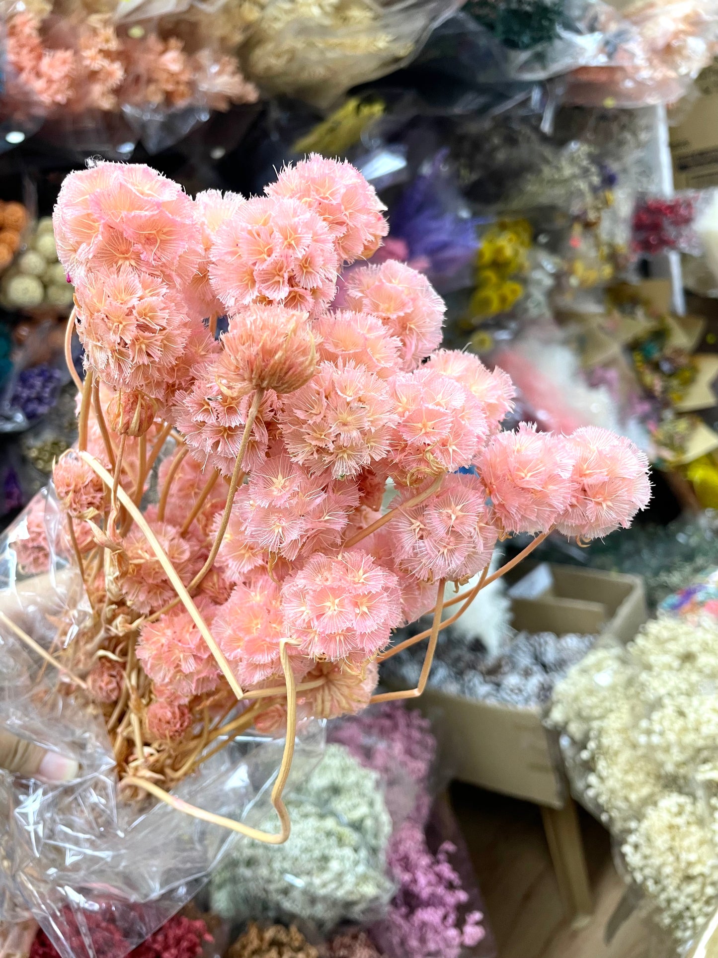 Preserved Windmill Fruit Flower