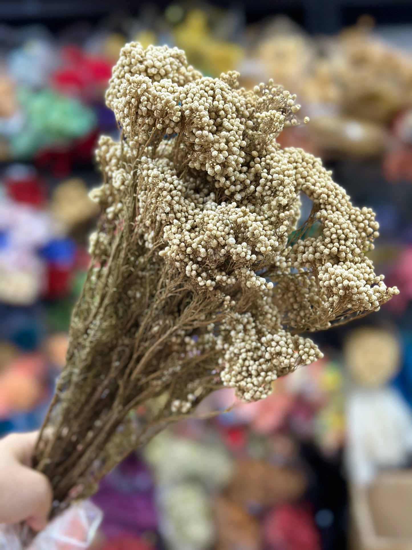 Preserved Rice Flower