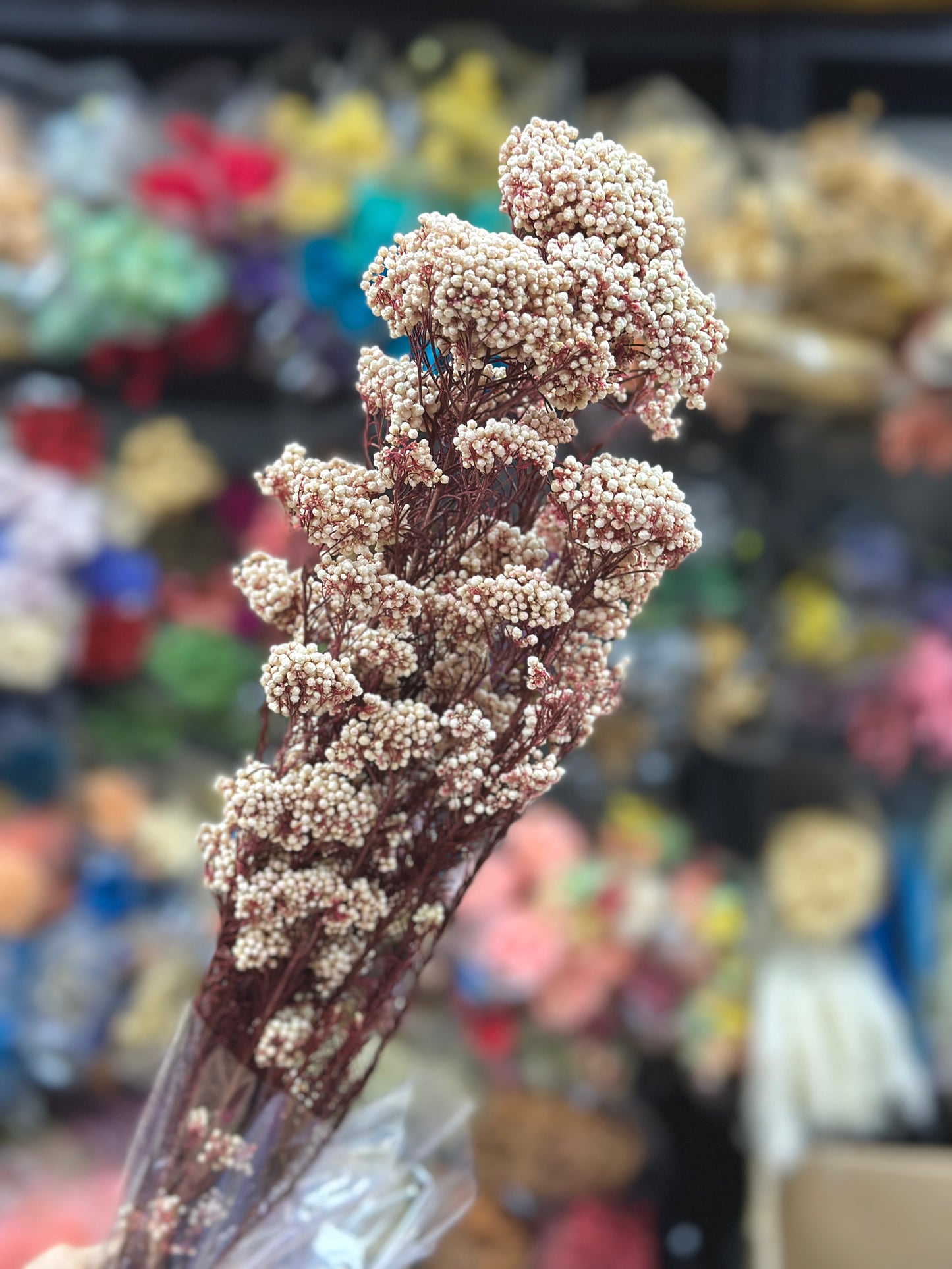 Preserved Rice Flower