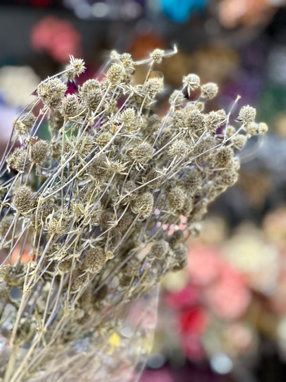 Preserved Thistle