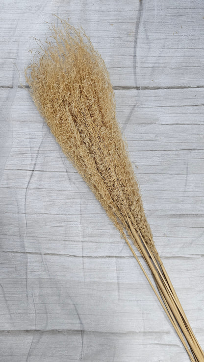 Preserved Oatspray-brush / Fly Whisk