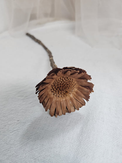 Dried Sunflower