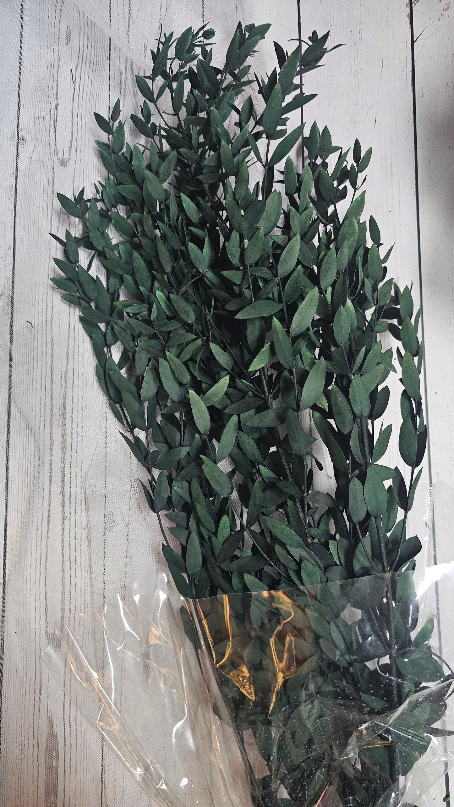 Preserved Eucalyptus Slender Leaves