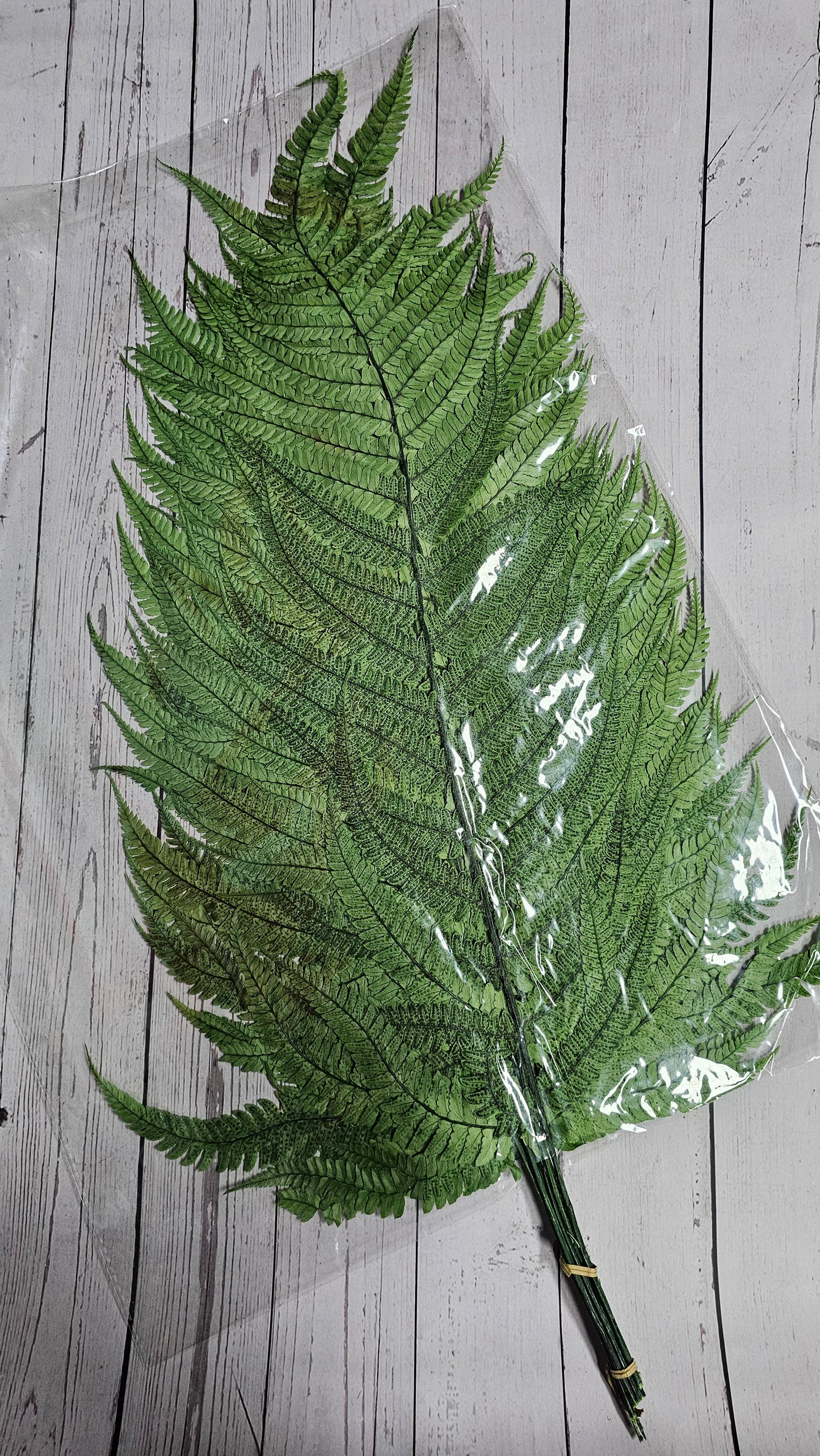 Dried Big Fern Leaf (Large)