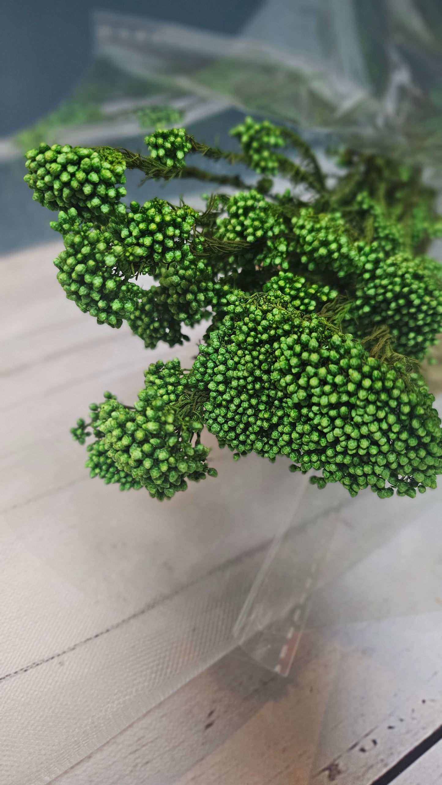 Preserved Rice Flower