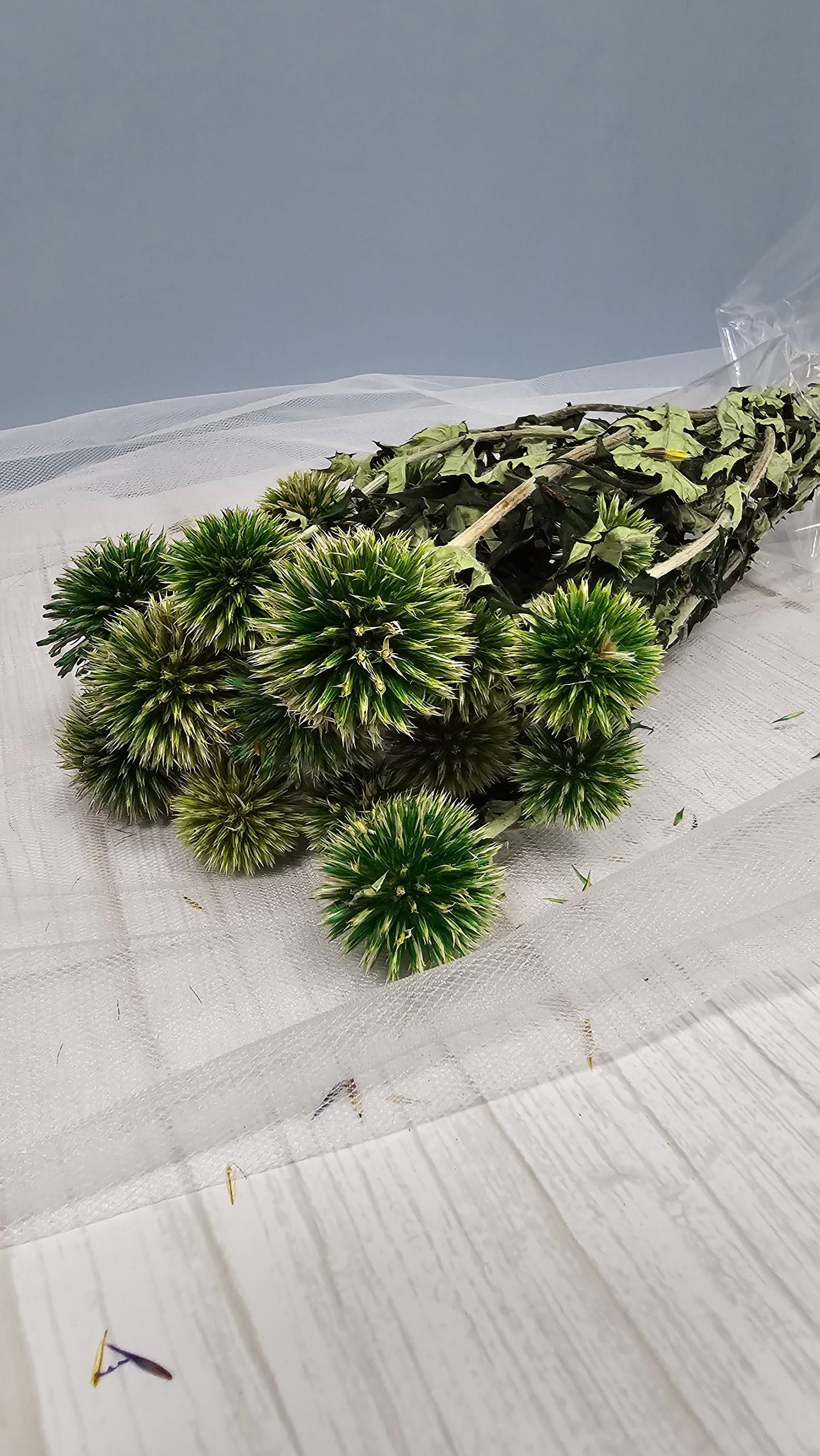 Blue Globe Thistle